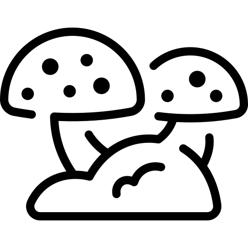 mykorhizní houby